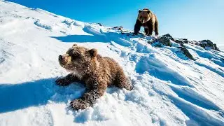 Медведица не могла спасти медвежонка! Но посмотрите кто пришёл на помощь!