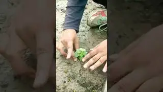 Plant trees🌱Plant hope😀