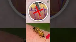 මරාගෙන මැරන මී මැස්සා 😨😱 Bees Die After Stinging
