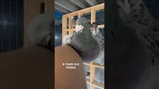 8 years old male pigeon #shorts