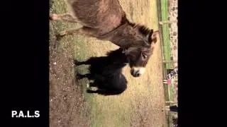 P.A.L.S Visits Cedar Row Farm Sanctuary(Donkey/Goat)