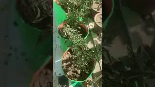 Chilli 🌶️ plants 🪴 #shorts