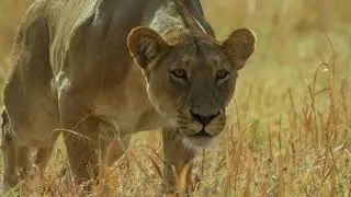 New Series Starting 6 April | Predator V Prey | National Geographic MENA
