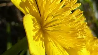 Water buttercup - Ranunculus lingua grandiflora - Vatnas&oacute;ley - Villijurtir - Fj&ouml;l&aelig;ringur