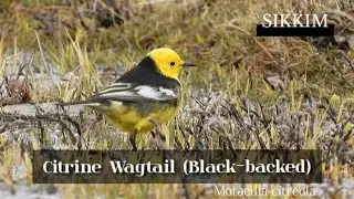 The Restless Tail Dance: Citrine Wagtail Bird Doing Its Signature Moves! #birdsofsikkim #sikkimwild