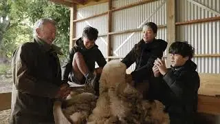 Join Sam Neill & Discover the Wonder of Wool!