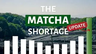 Matcha Shortage Update | Reflections on New Harvest Pricing