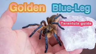 ULTIMATE GOLDEN BLUE LEG BABOON CARE GUIDE ! (Harpactira pulchripes)