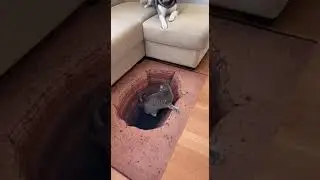 so funny #viral #trending #short
