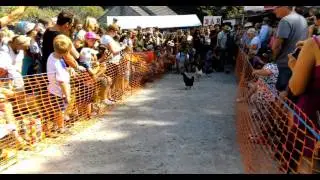 World Championship Hen Racing