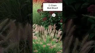 Ландшафтний дизайн Декоративні рослини 61 #landscapedesign #design #plants #flowers #garden #lviv