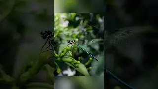 macro photography tricks using pro-mode #phototech #shorts #macrophotography #mobilephotography