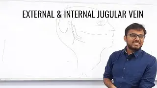 EXTERNAL AND INTERNAL JUGULAR VEIN