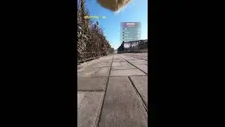 A Day in a Cat&rsquo;s Life &mdash; First-Person Live Experience 2026-01-09 17:07:09