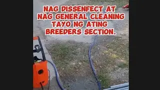 NAG DISSENFECT AT NAG GENERAL CLEANING TAYO NG ATING BREEDERS SECTION.