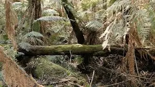 Sherbrooke Forest (Vic.Australia) | Noisy Sulphur-crested Cockatoos | ORTF Field recording