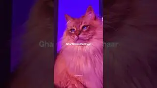 Pal pal ~ Afusic 💔🥀 | Slowed+ reverb| Lofi status | Lyrics status | #lyrics#trending#shorts