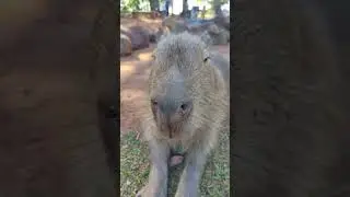 Mana Caroline - A  Capivara - #Shorts