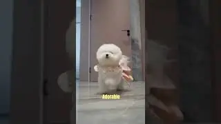 cute and adorable dog #dog #cute #models #animals