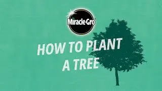 How to Plant a Tree | Miracle-Gro UK