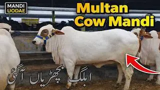 Imported Look Wale Bachray 😍 | Multan Cow Mandi Ka Aaj Ka Sab Se Bara Surprise