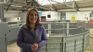 Kelso Ram Sales are cancelled...so a series of smaller auctions are held instead - ITV News report