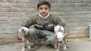Hmari Goat ny 2 Bachy diy Alhamdulillah 😍 | Village Life
