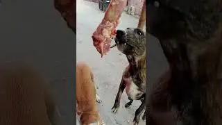 virel#dog#devika#video#hungery#dog😭damru#baba#blog🤣like#follow#video#ahorts