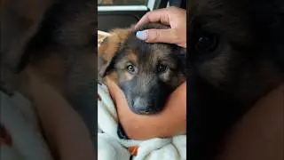 A soft puppy moment