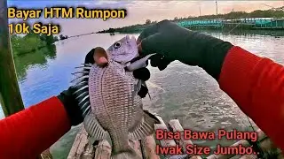 Spot Mantap..!!! Rumpon Ini Dihuni Rombongan Ikan Lezat, Gak Nyangka Ada  Size Babon Juga
