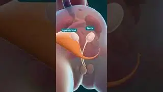 development of testis male gonads 3d animation #denzel #cuphead