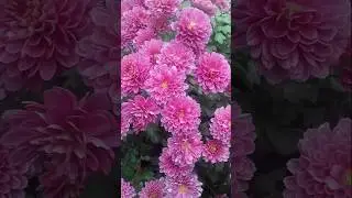 Spenta | Autumn Garden Ideas | Perennial Flowering Plants | Chrysanthemum | Gardening With Spenta