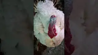 مباشرة من قلب سوق الدواجن بالجملة بالدار البيضاء....بيبي طلع فالثمن وهابشحال غادي تشريه للكيلو