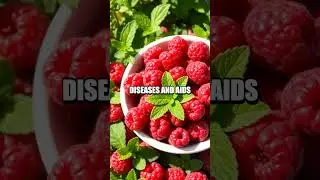 Revealing the Health-Boosting Benefits of Raspberries