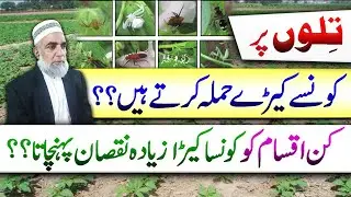 Which of the pests affect the Sesame crop || Crop Reformer