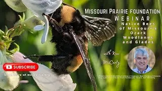 MPF Webinar: Native Bees of Missouri&rsquo;s Ozark Woodlands and Glades