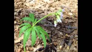 СЕРДЕЧНИК  (CARDAMINE)  сем. Крестоцветные