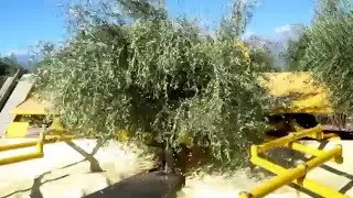AFRON olive harvesting machine