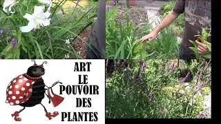 Jardinage: lythrum Virgatum et lilium lys casablanca: Taille et entretien  Plante vivace