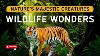 Top Majestic Wildlife Creatures In The World -Big Cats, Exotic Birds, And More | Infinite Wisdom Hub