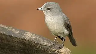 Old World flycatcher | Wikipedia audio article