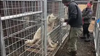 Wolf Voluntary Weight Training