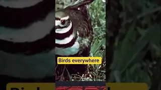 Birds everywhere #shorts #birds #documentary