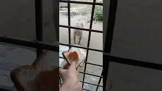 feeling like a zoo😄😄....🐵 #monkey #animals #enjoyment #madness #cute #happiness #goodvibes #shorts
