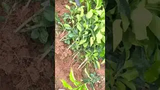 digging many citrus plants with a large grey metal shovel in a bright and sunny garden greenhouse