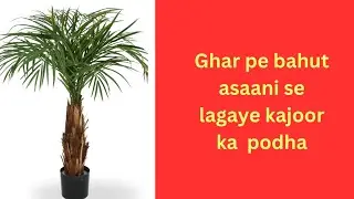 how to grow the dates  palm tree at home from seed | Ghar par khajoor ka podha kese ugaye | #dates
