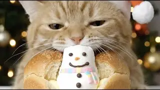 ASMR 고양이 눈사람 마시멜로우 빵 먹방 /  Cat ASMR Eating Snowman Marshmallow Bread😺☃️🥐