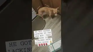 #funny #chihuahua #livedreams #puppy @HASSANCAMPBELL @mrletsgettothat #waitforend  RAMBO TRAININ
