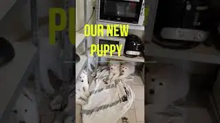 GETTING OUR DREAM DOG🥰WHITE SHEPHERD🐶. FIRST DAY OF STORM AT HOME😍