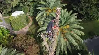 tree rigging kalamata greece